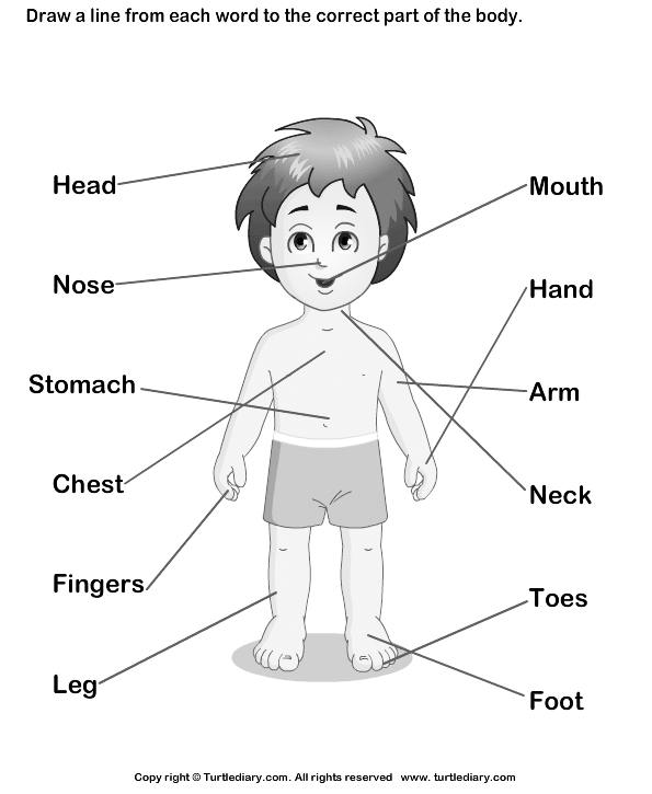 Preschool Body Parts Coloring Page