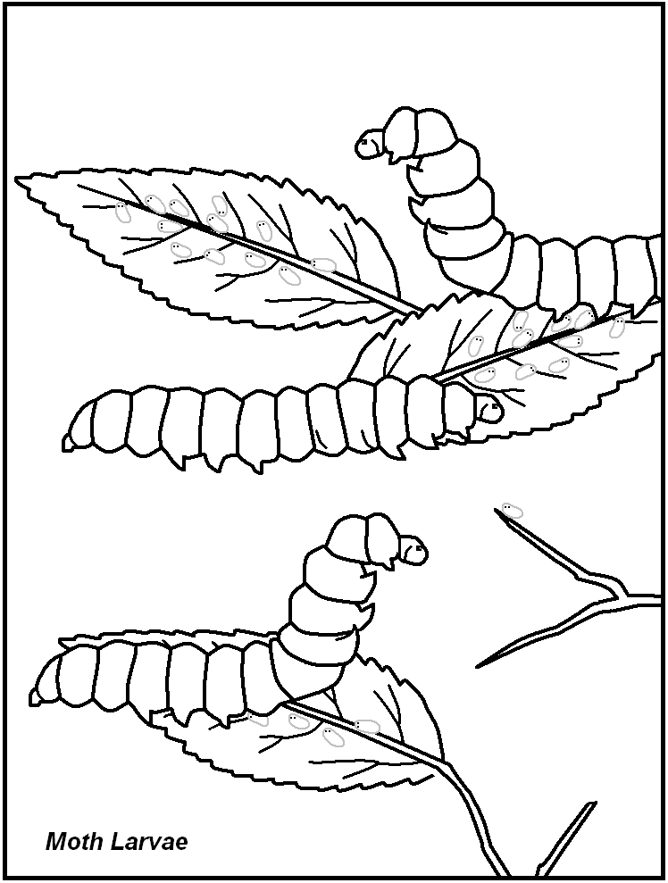 9 Pics of Creepy Insects For Coloring Pages - Printable Insects ...