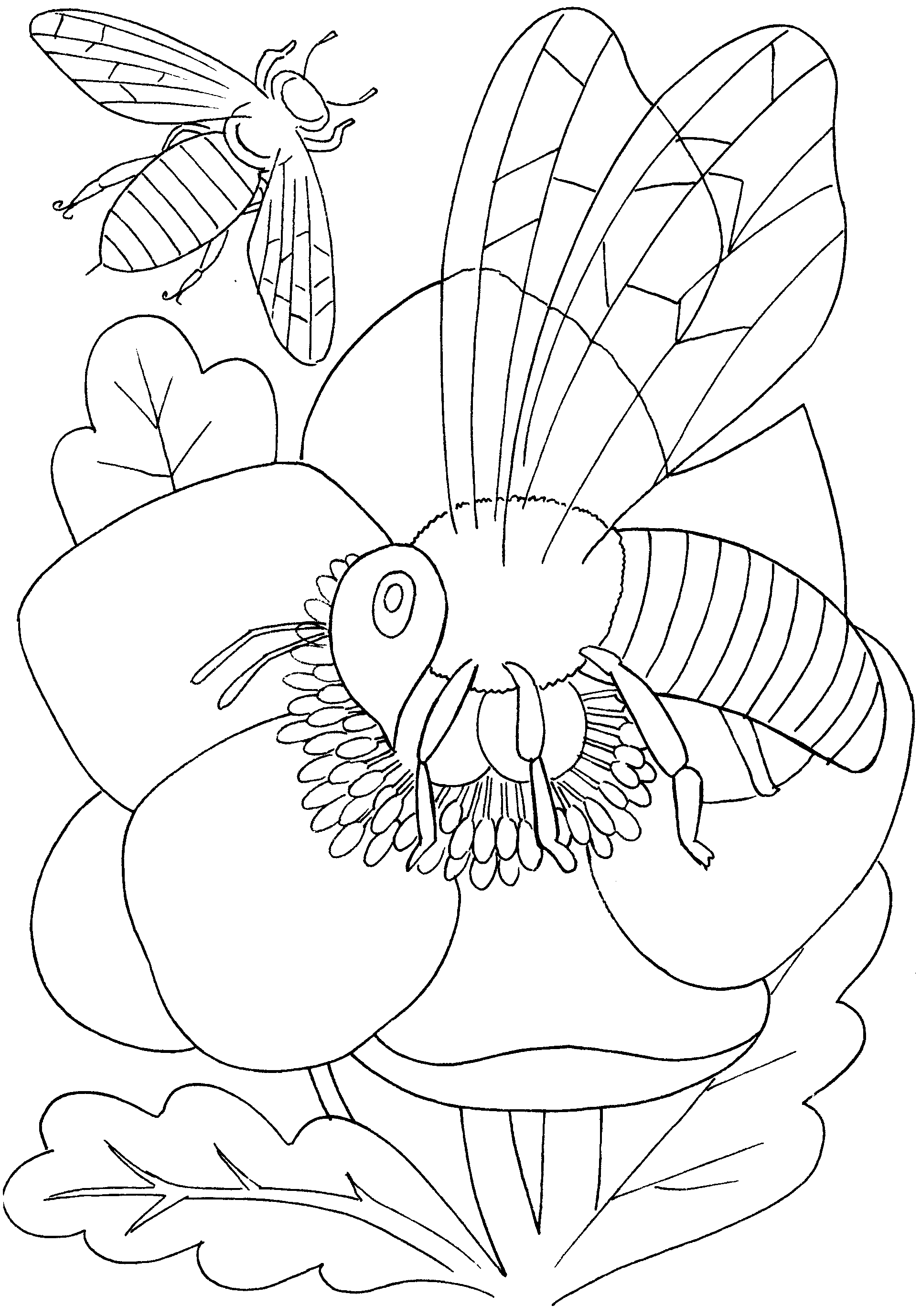 Butterflies and insects coloring pages 18 / Butterflies and ...