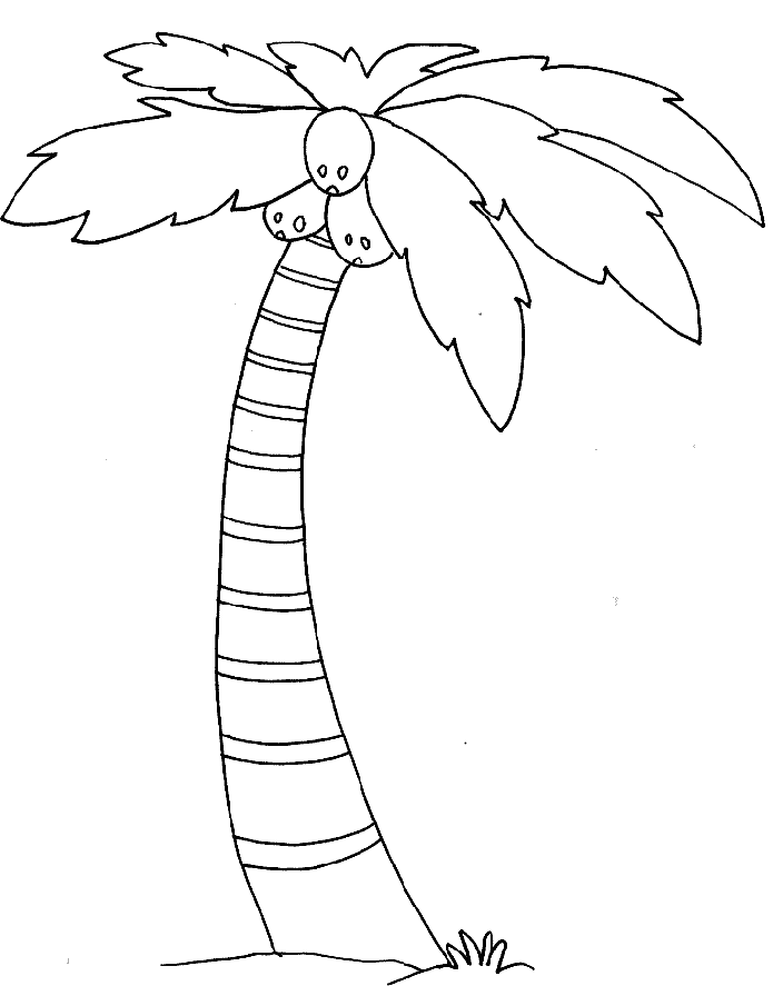 Palm Tree - Coloring Pages for Kids and for Adults