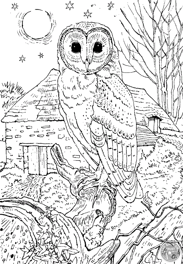 Barn Owl colouring page - The Barn Owl Trust
