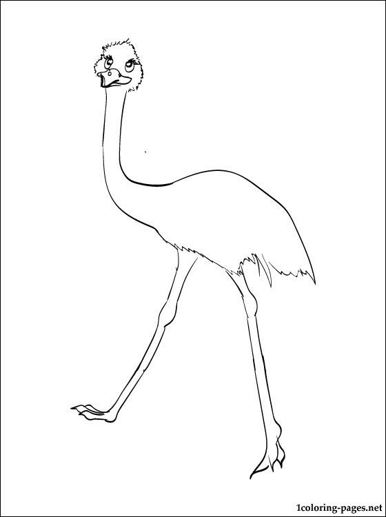 Coloring picture Emu | Coloring pages
