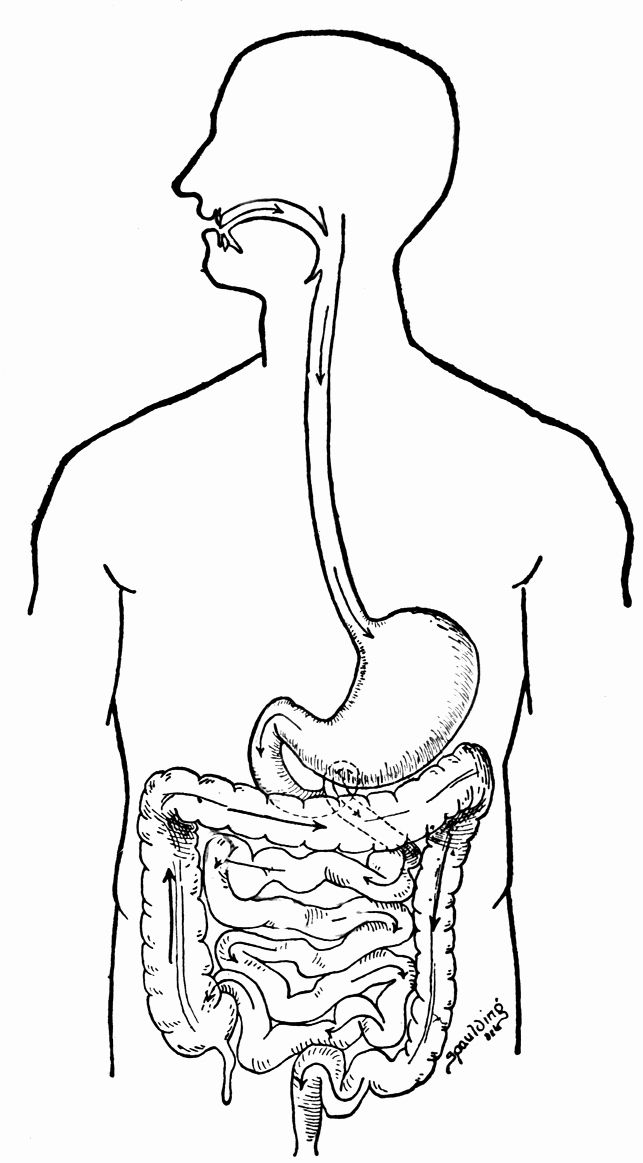 Digestive System Coloring Page Beautiful Human Body Systems Coloring Pages  Coloring Home | Human body systems, Anatomy coloring book, Body systems