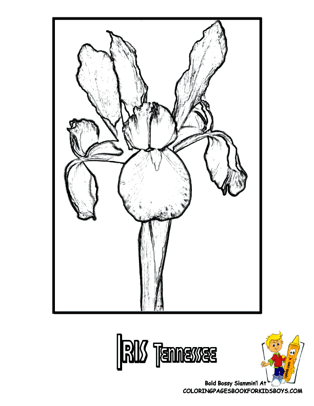 Tennessee State Flower Coloring Page | Iris | USA Coloring Pages ...