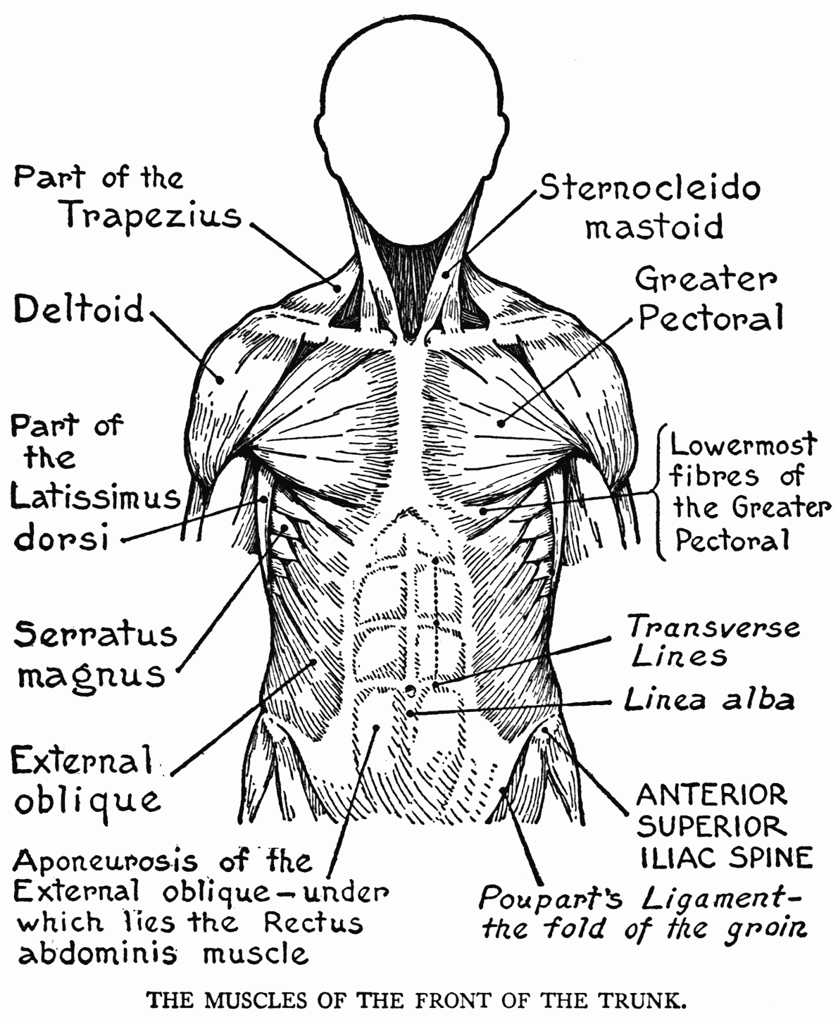 The Muscular System Coloring Pages - Coloring Home