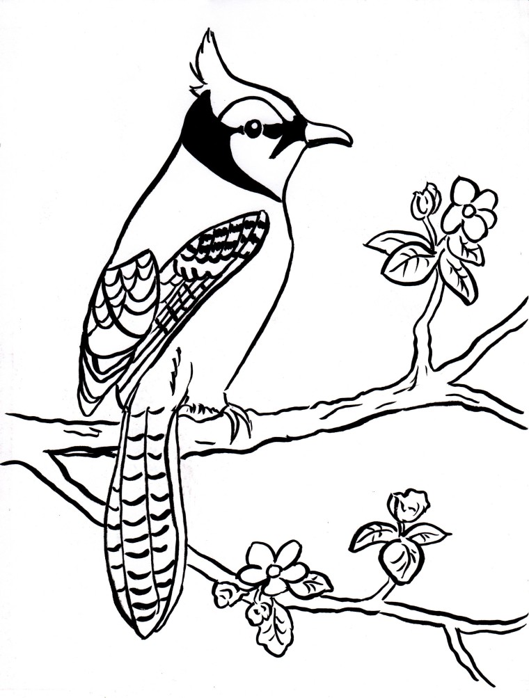 Blue Jay Coloring Page - Art Starts for Kids