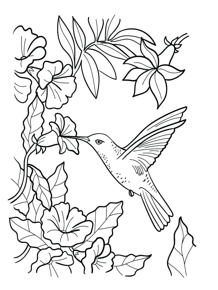 Hummingbird And Flower Coloring Pages