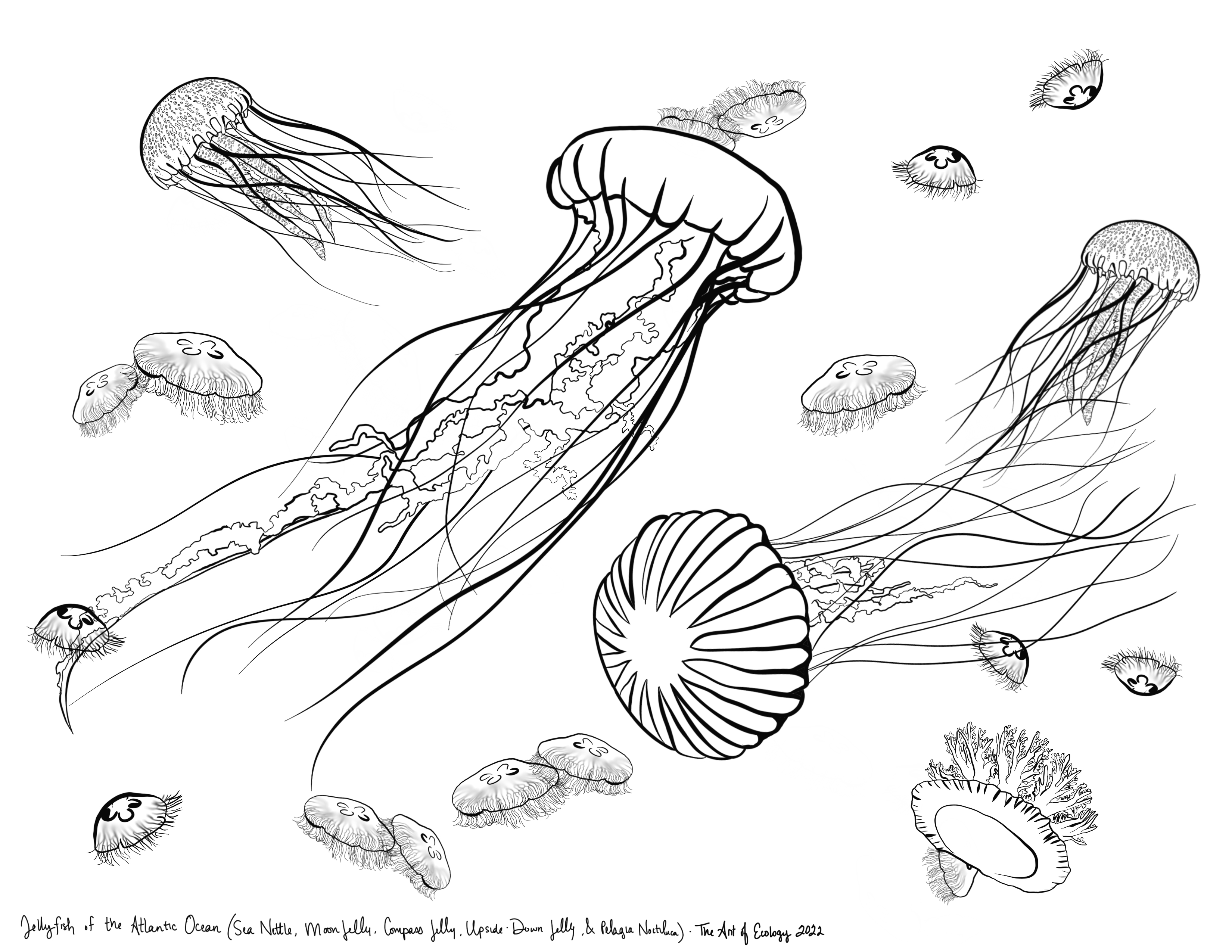 Marine Animals Coloring Page Bundle - The Art of Ecology
