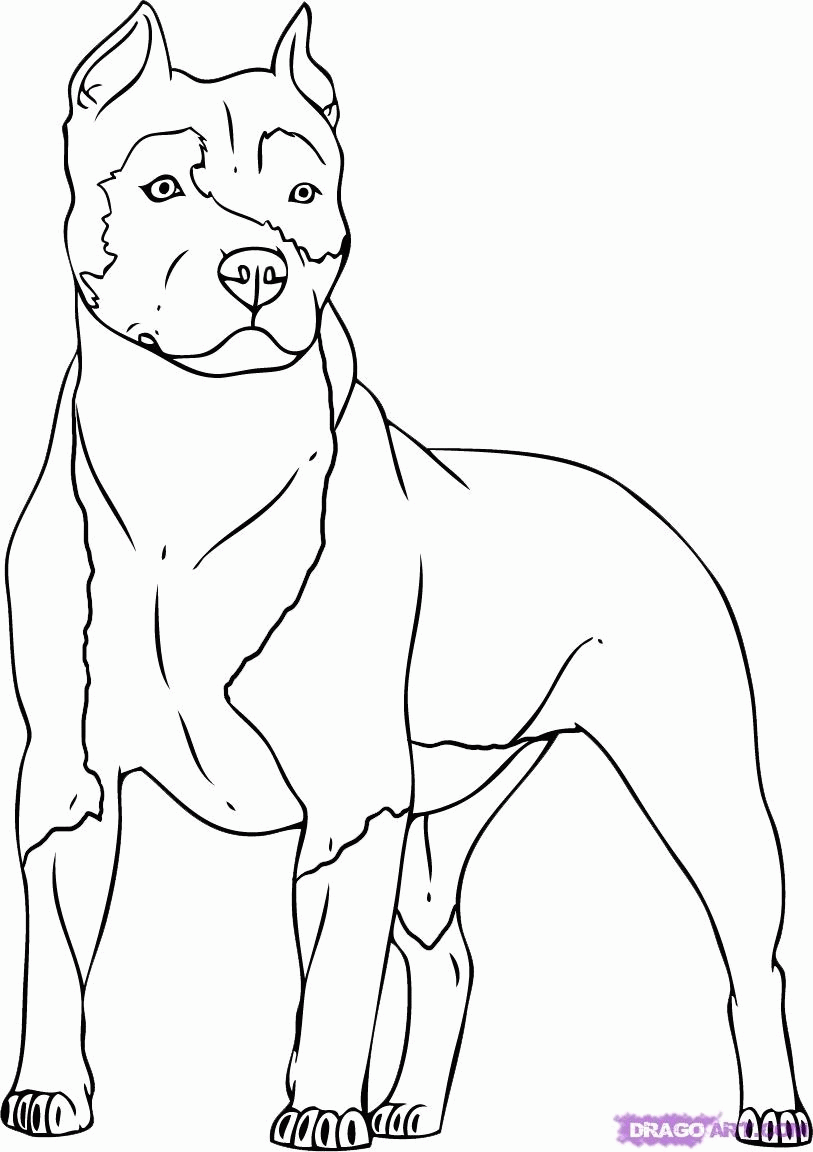 Pitbull Coloring Pages Printable Coloring Home