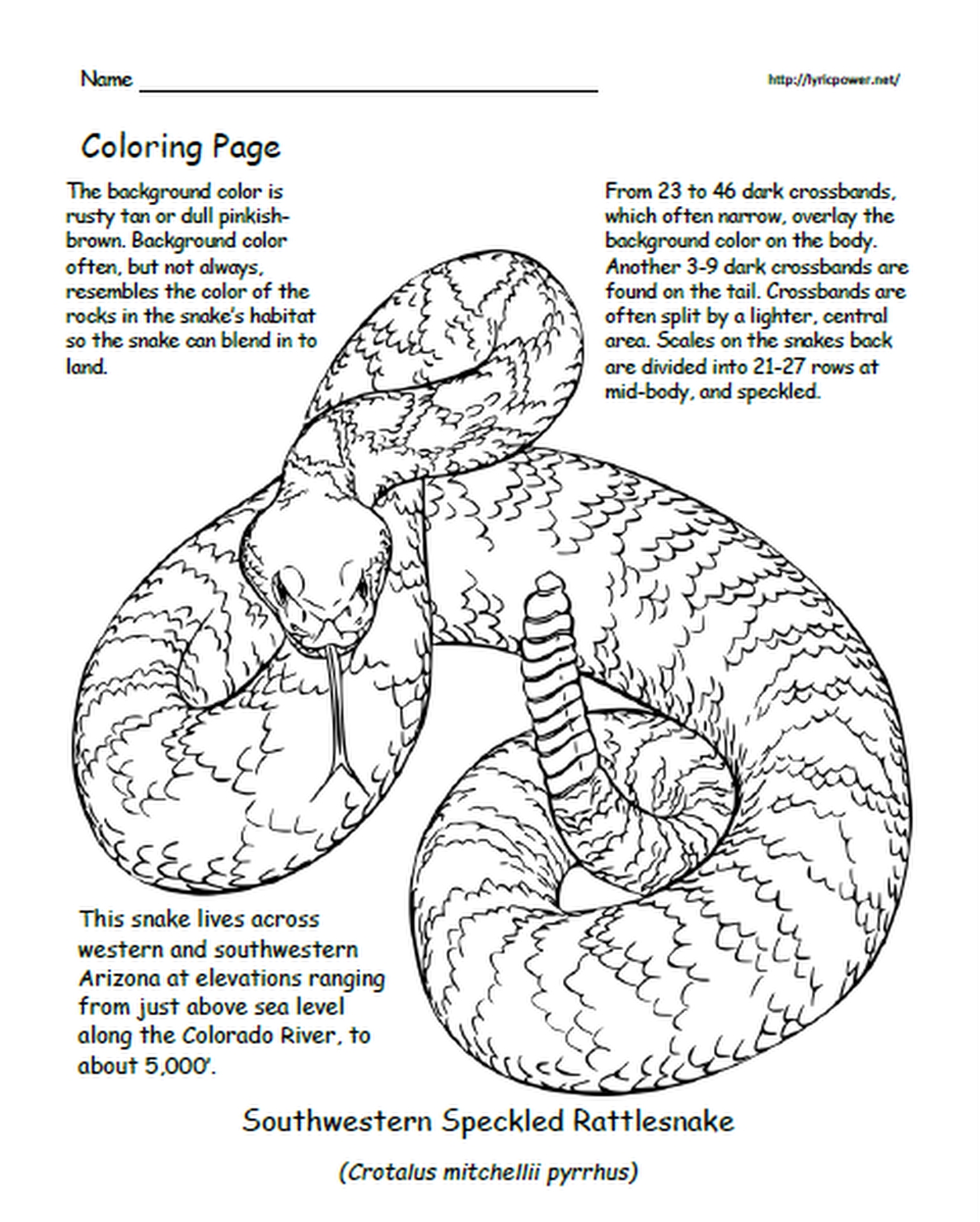 My Coloring Book About Rattlesnakes of the United States GR K-3 24 Pages -  Lyric Power Publishing, LLC
