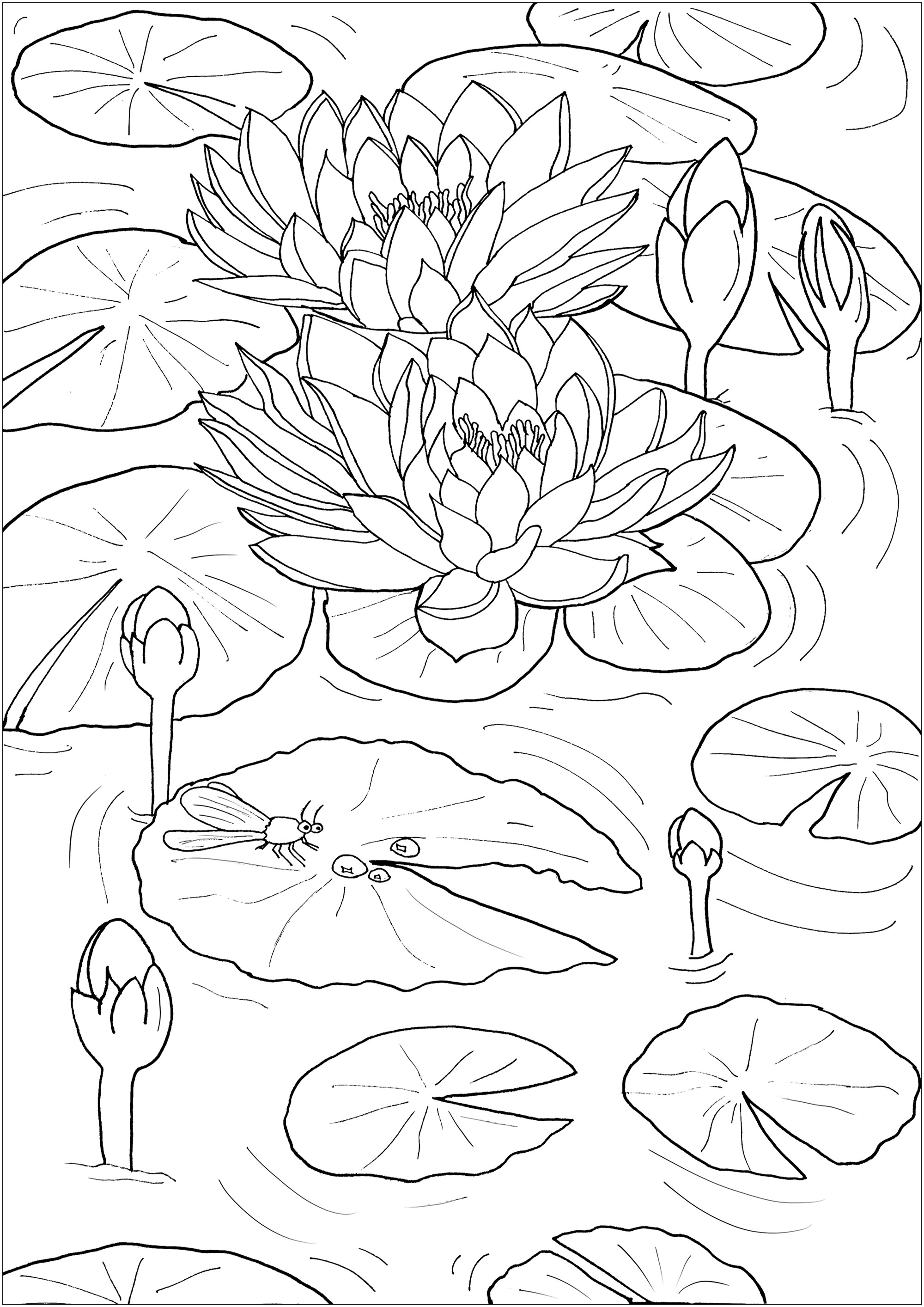 Water lilies and little dragonfly - Flowers Adult Coloring Pages
