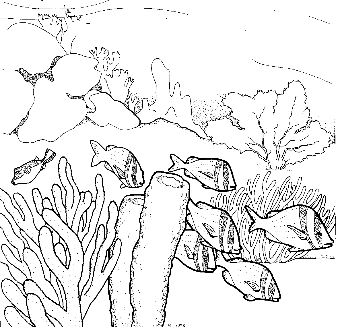 Coral Reef Coloring Pages Cool - Coloring pages