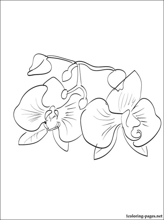 Orchid coloring page for kids | Coloring pages