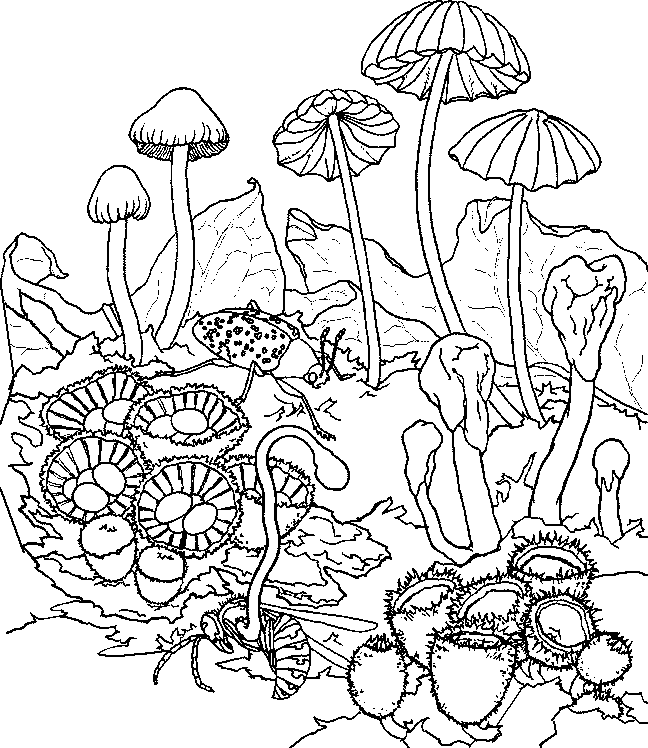 mushroom psychedelic coloring pages Coloring4free ...