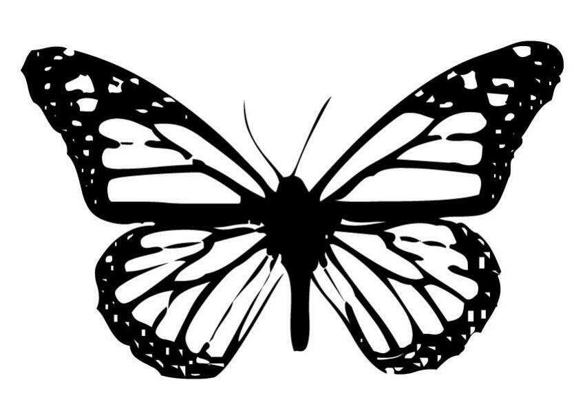 BUTTERFLY coloring pages - Beautiful butterfly