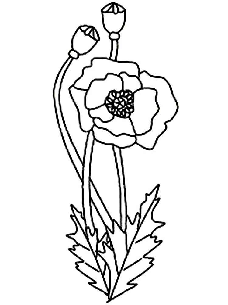 Poppy Flower coloring pages. Download and print Poppy Flower ...