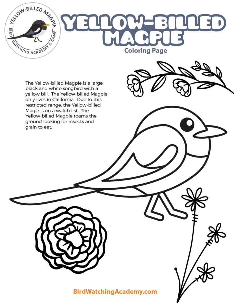 Yellow-billed Magpie Coloring Page - Bird Watching Academy