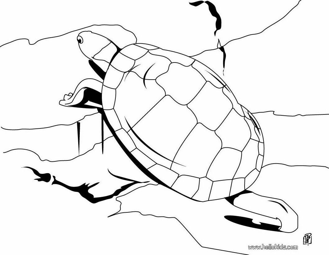 TORTOISE coloring pages - Aldabra giant tortoise