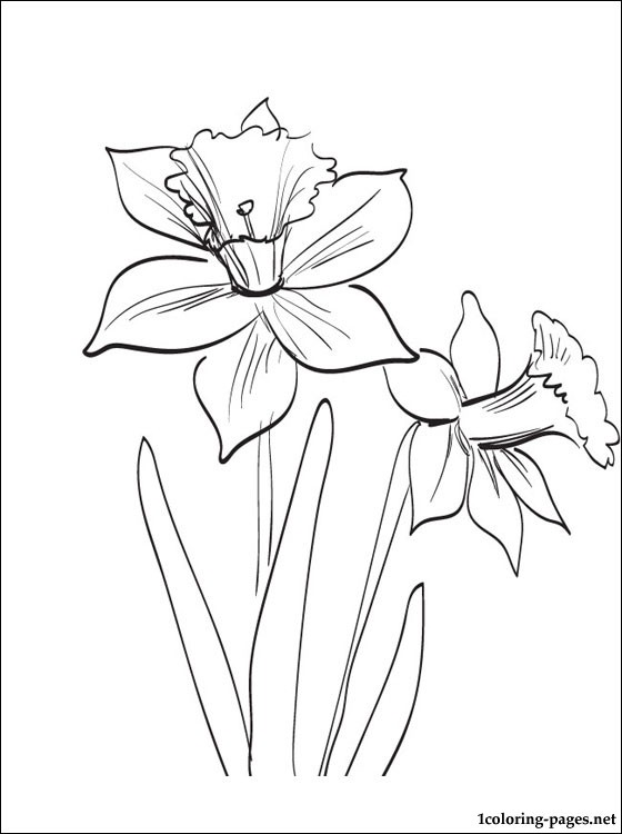 Daffodils or Jonquil coloring page | Coloring pages