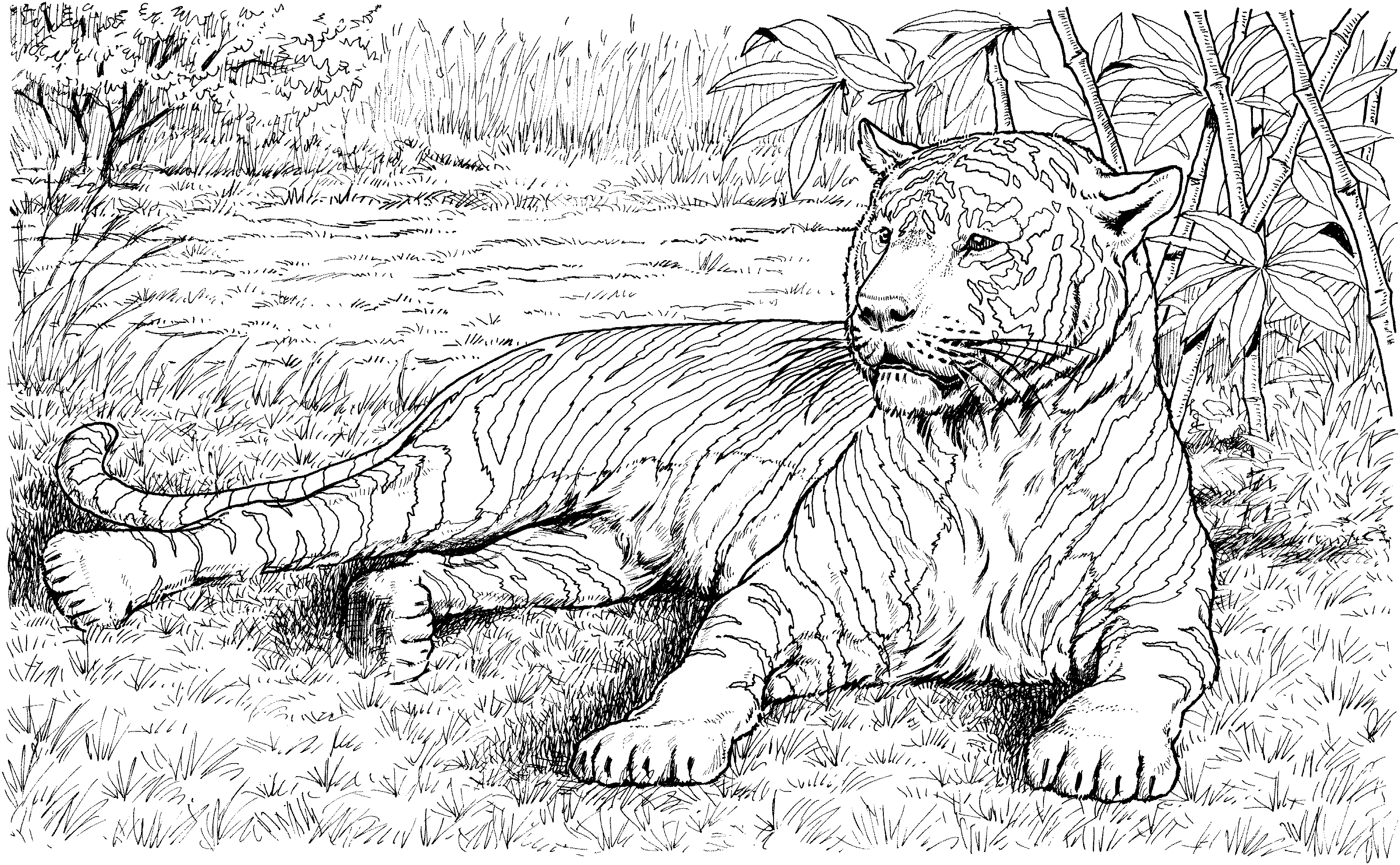 Wild Animal Coloring Pages Tiger - Colorine.net | #23696