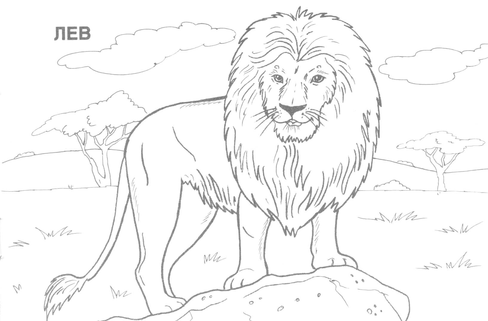 Animals Coloring Pages 4 / Wild Animals / Kids Printables Coloring ...