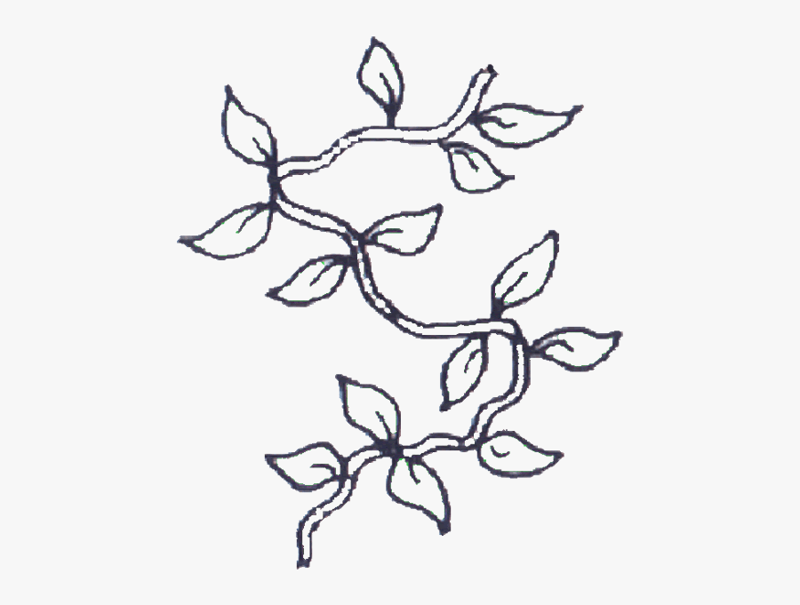 Clip Art Simple Vine Drawing - Vines Coloring Page , Free Transparent  Clipart - ClipartKey