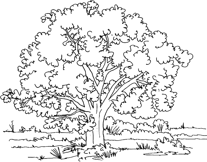 Coloring tree in a meadow picture | Tree coloring page, Free coloring pages,  Christmas tree coloring page