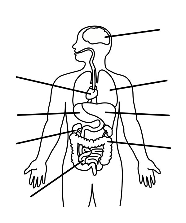 Organs Coloring Pages - Coloring Home