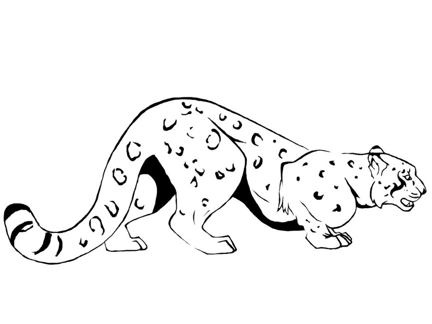 Snow Leopard Coloring Page - Coloring Home