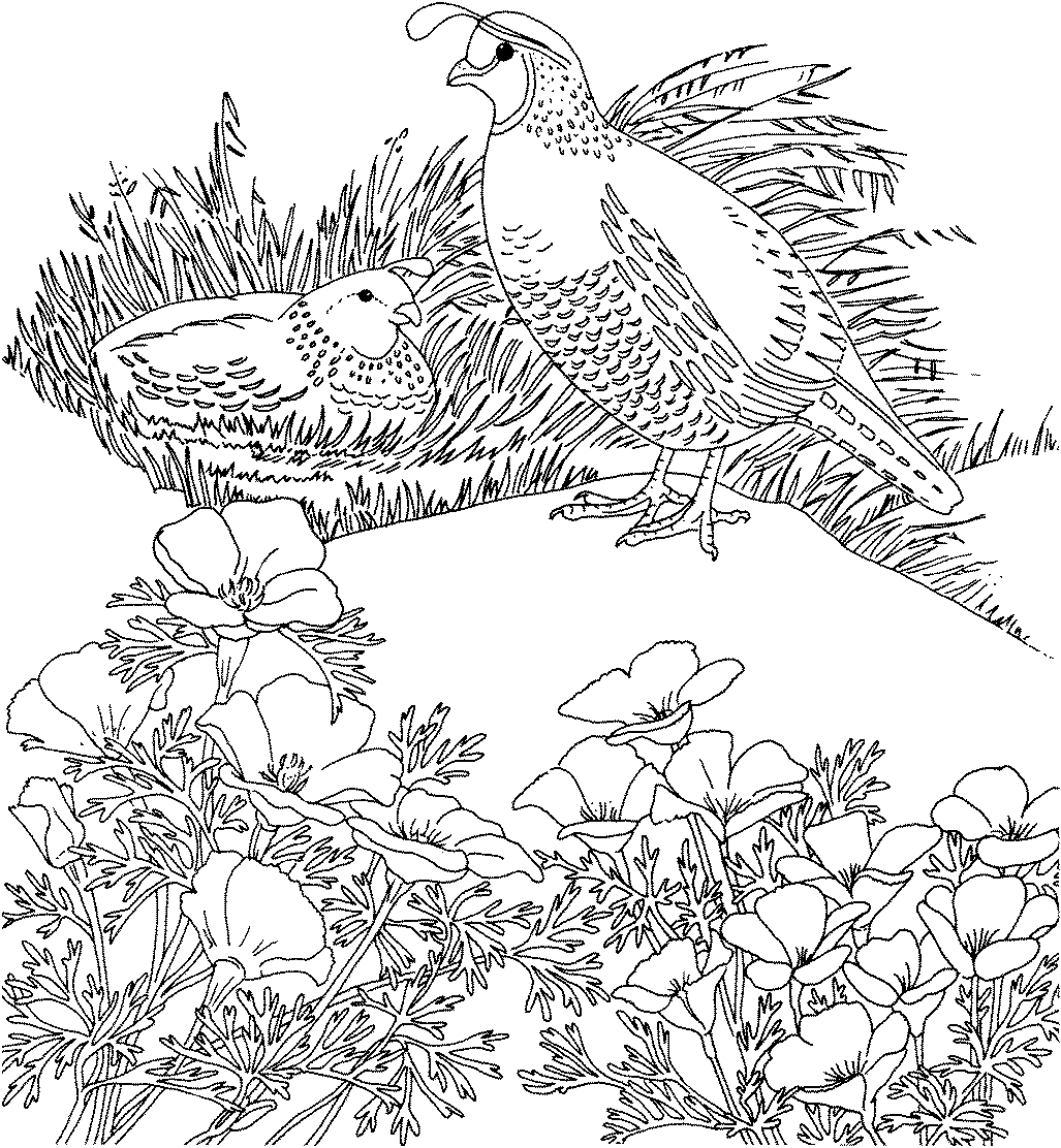 Free Printable Coloring Page...California State Bird and Flower ...