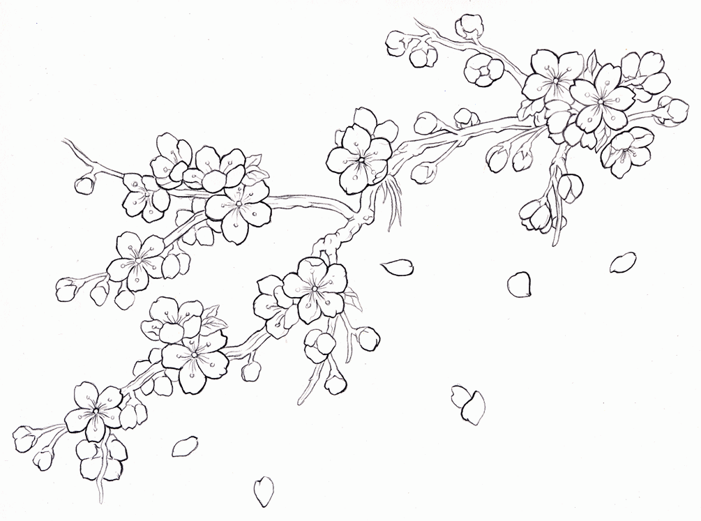cherry blossoms coloring pages coloring home