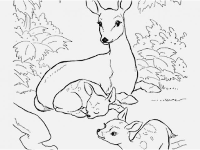 Hunting Coloring Pages Stock Print Baby Deer Coloring Pages Sheets ...