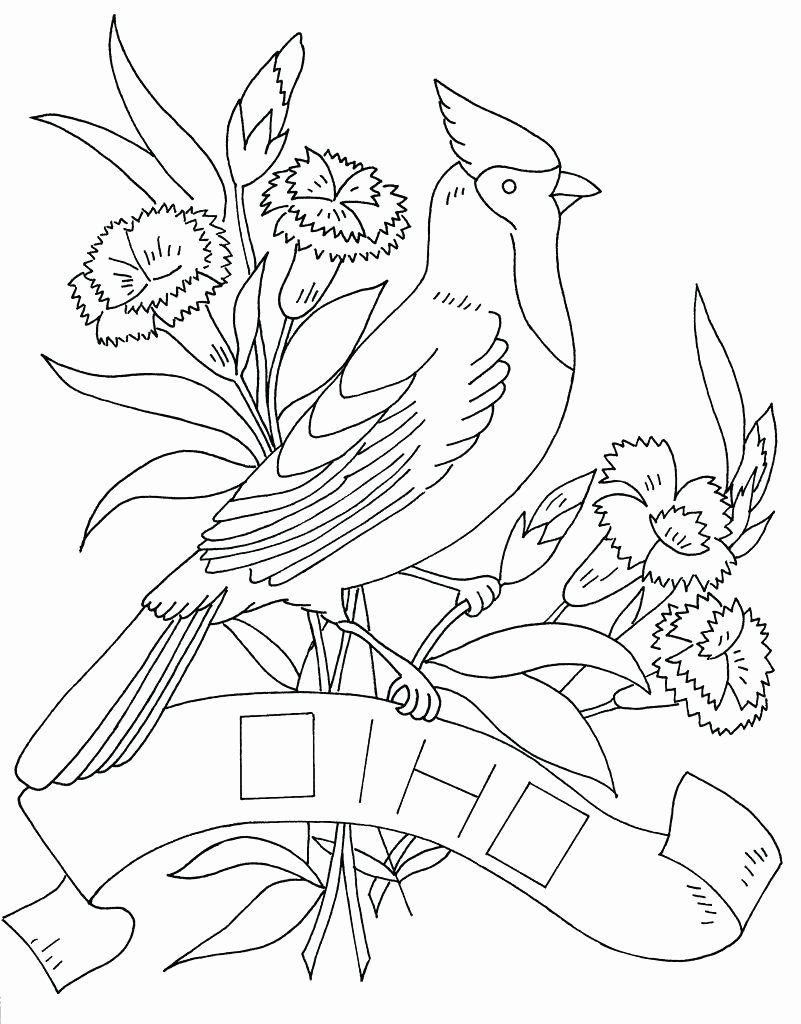 Pennsylvania State Bird Coloring Page Fresh Coloring Pages Ohio State –  Tulippaper in 2020 | Bird coloring pages, State birds, Bird quilt blocks