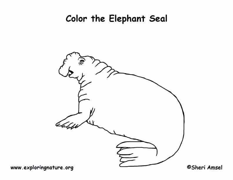 Seal (Elephant) Coloring Page