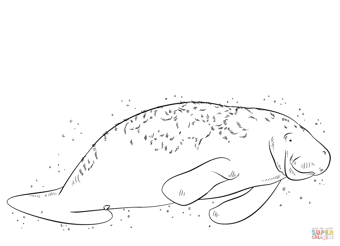 Manatee coloring page | Free Printable Coloring Pages