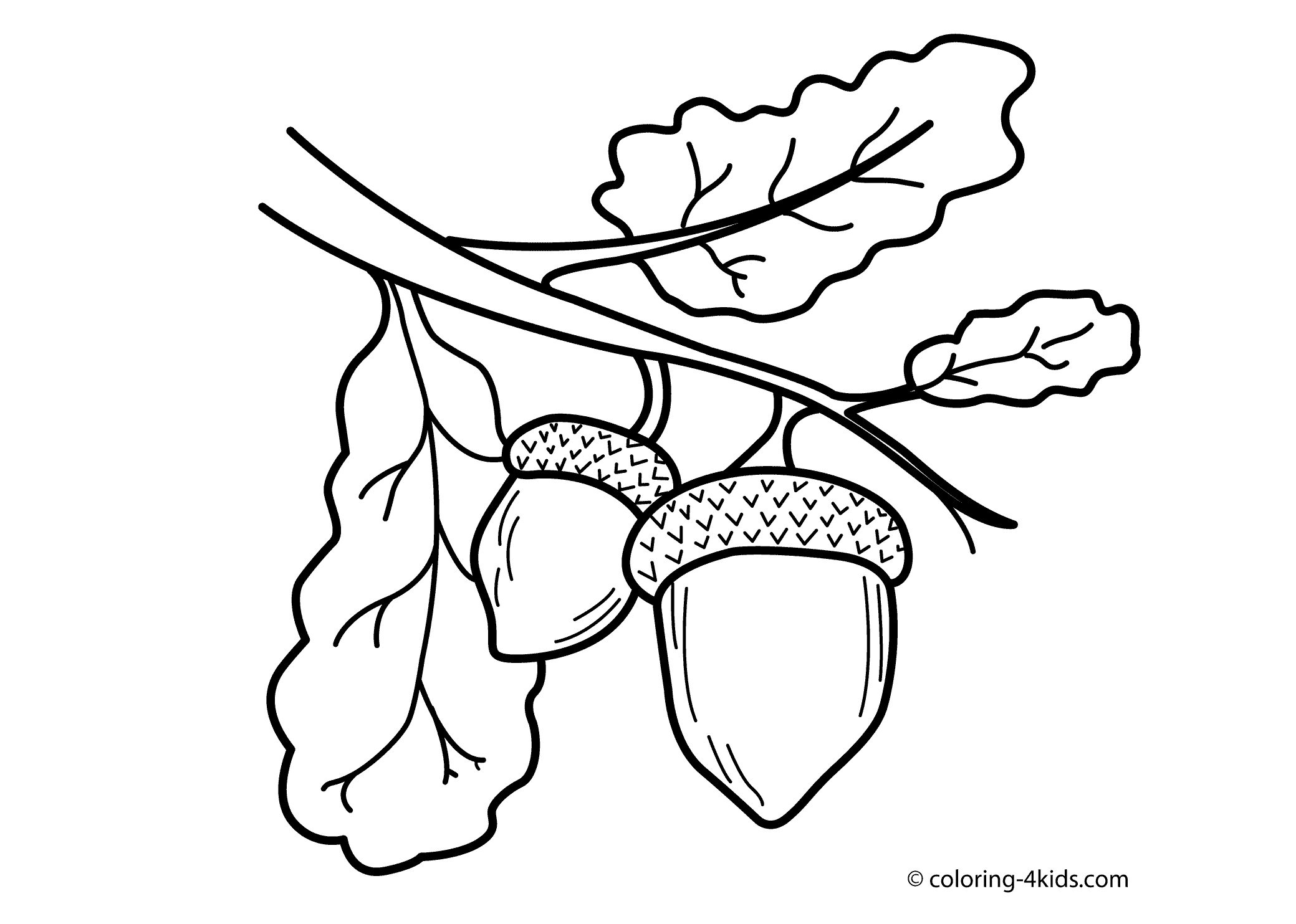 Wallpapers Coloring Page Nature Acorn .2 2079x1483 | #45875 ...