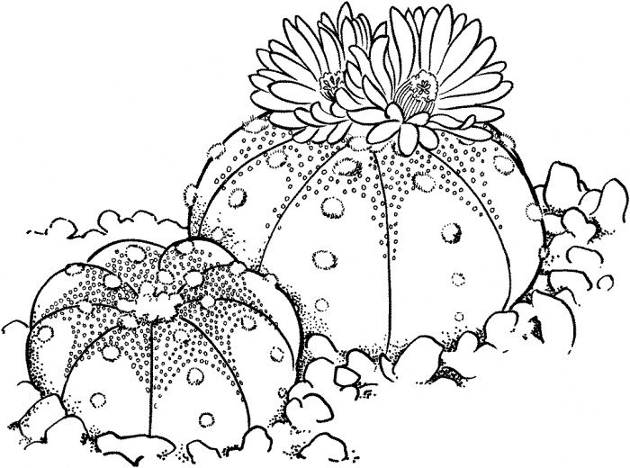 Astrophytum asterias or Sand Dollar Cactus coloring page | Coloring pages,  Cactus drawing, Pattern coloring pages