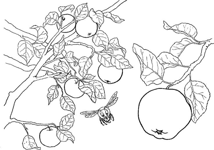 Drawing Apple tree #163774 (Nature) – Printable coloring pages