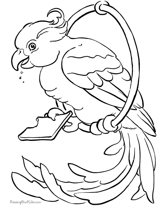 Parrot Bird Drawing Images & Pictures - Becuo