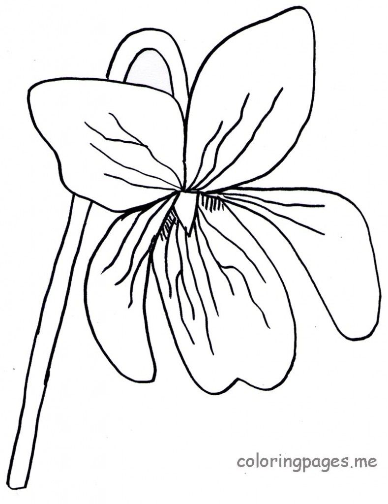 Violet-Coloring-Page-789x1024.jpg (789×1024) | Flower Coloring Pages