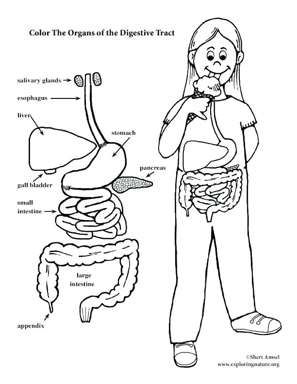 Anatomy Coloring Pages - Anatomy Drawing Diagram