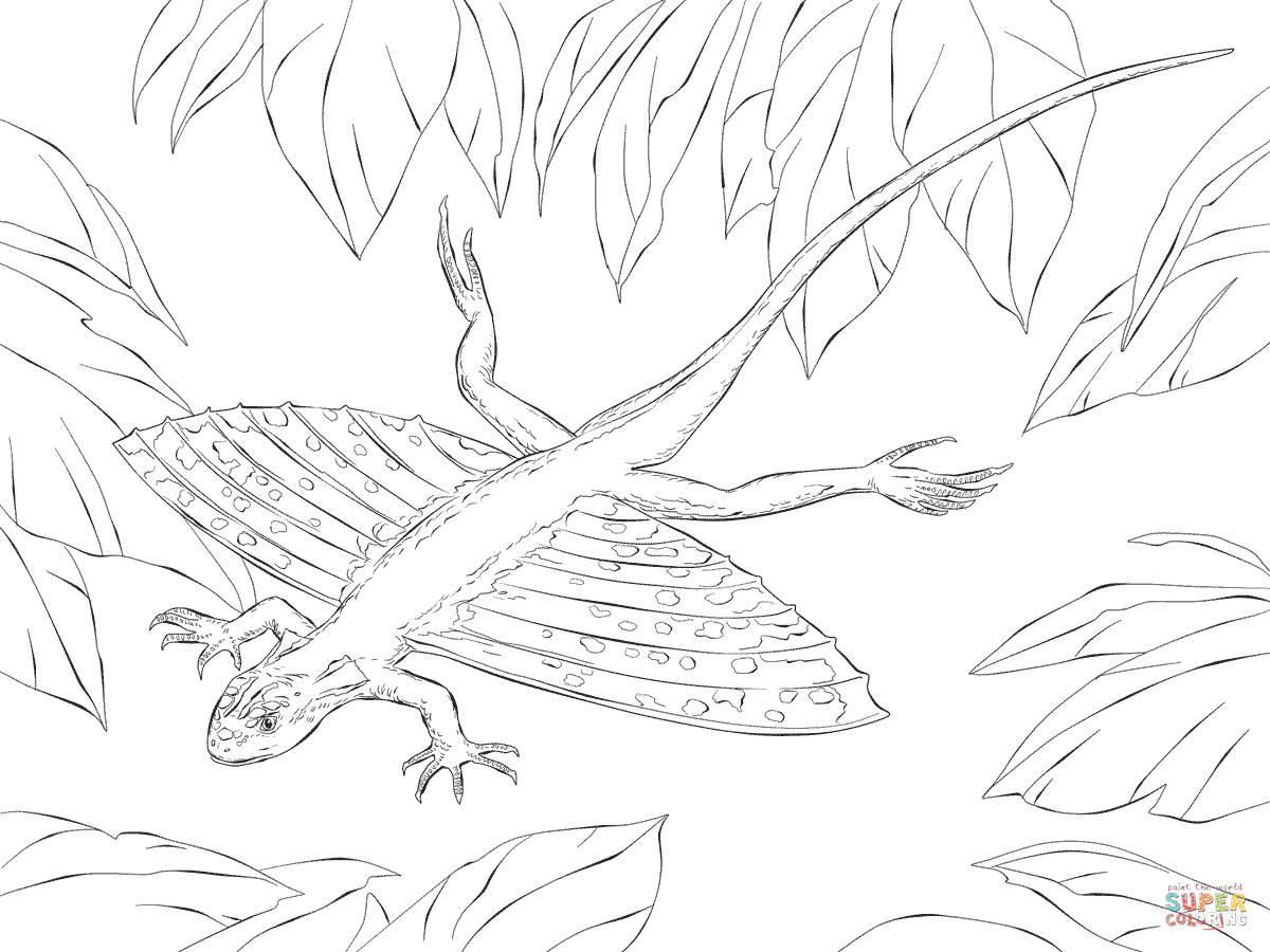 Download Flying Lizard Coloring Pages - Coloring Home