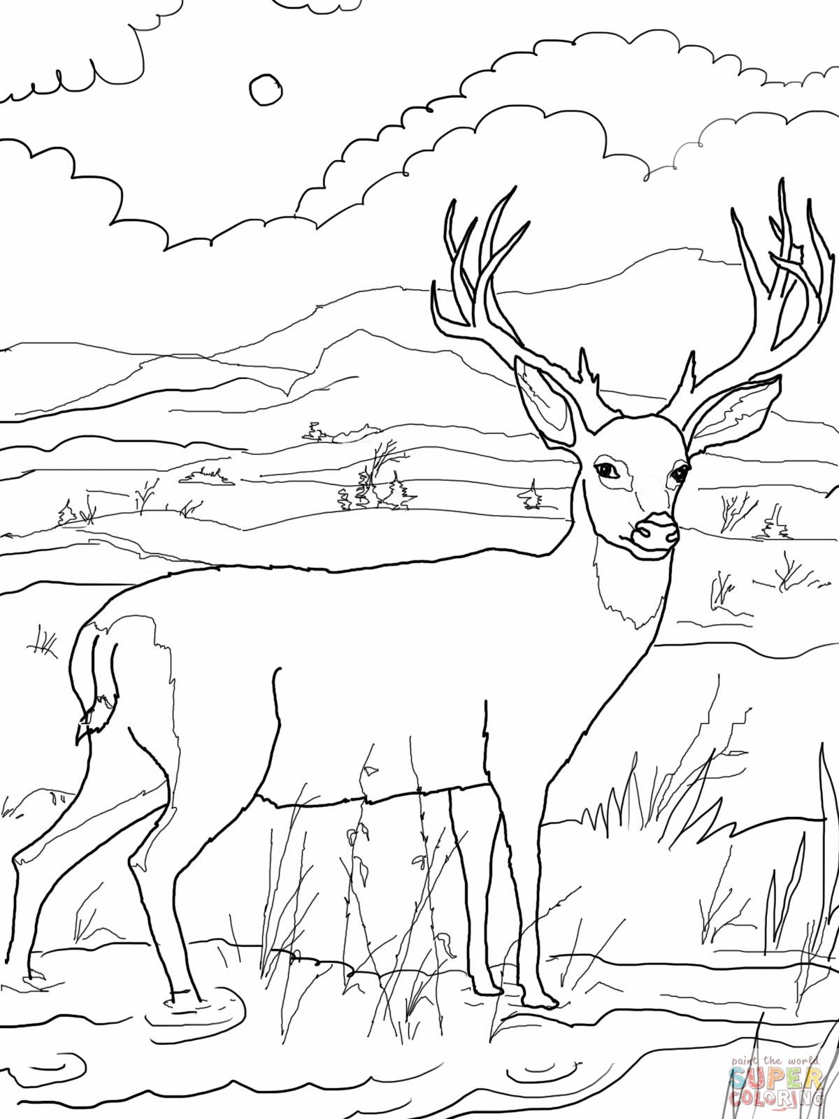 Deer Coloring Pages | Blacktail Mule Deer Coloring Online | Super