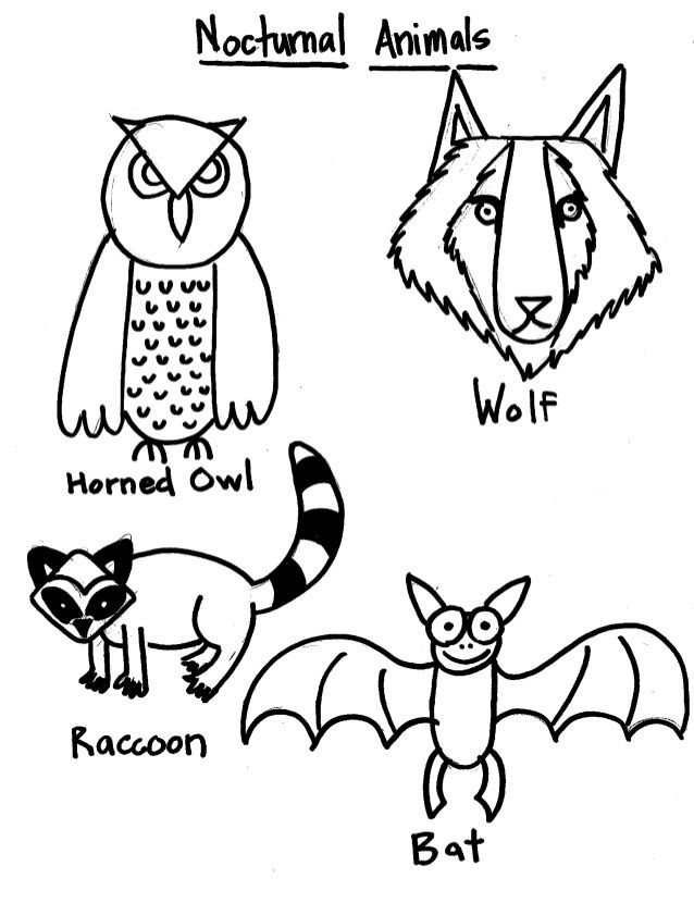 Smart With Art: Nocturnal Animals Reference Sheet - 1st Grade - Coloring  Home