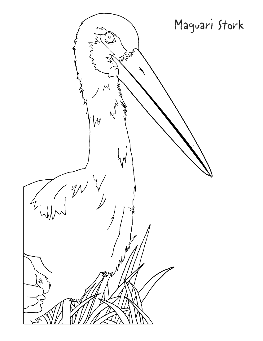 Birds coloring pages,free printable kids birds coloring book