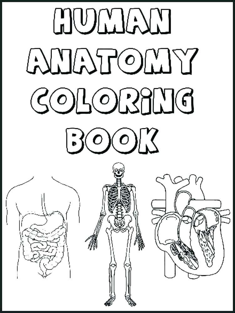 Organs Coloring Pages Coloring Home
