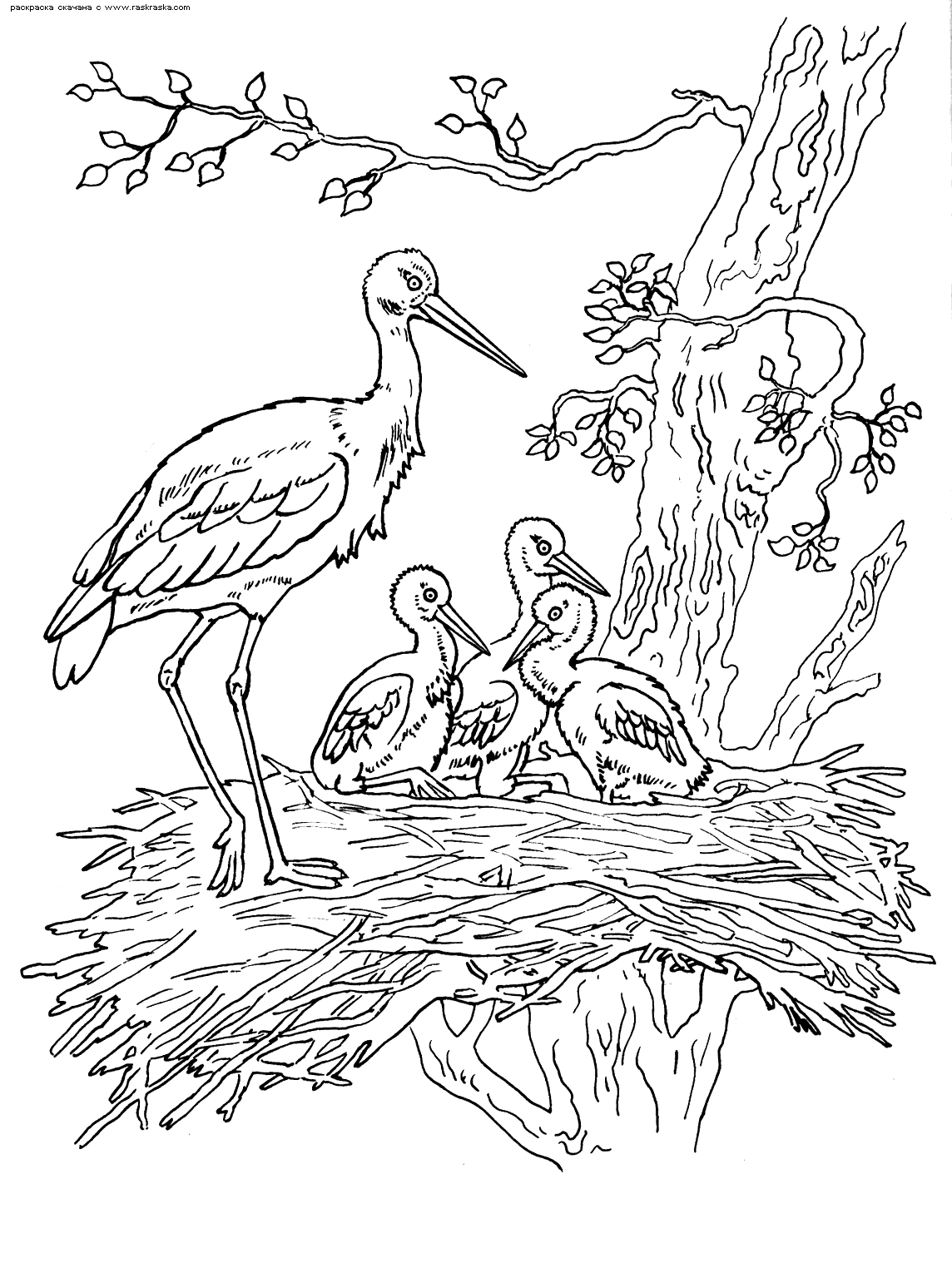 Stork family - Animal Coloring pages ...justcolor.net