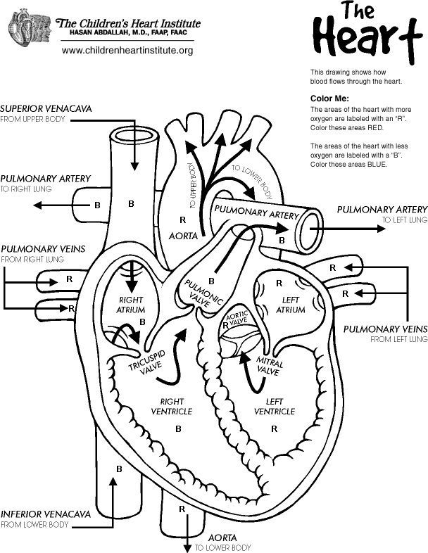 Arteries And Veins Coloring Pages by Shelly | Heart diagram, Nurse, Nursing  study