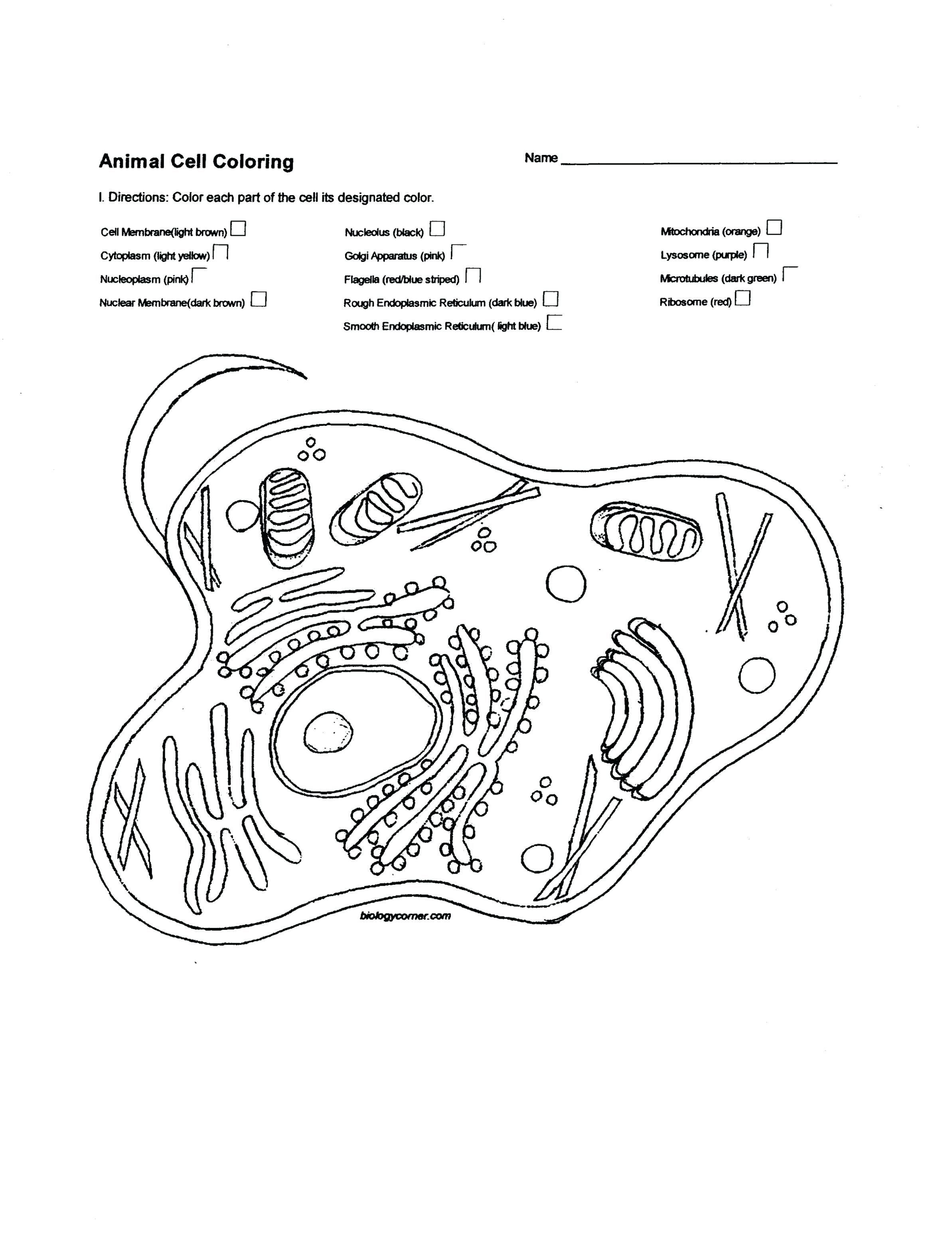 Animal And Plant Cell Coloring Pages - Coloring Home Throughout Animal Cells Coloring Worksheet