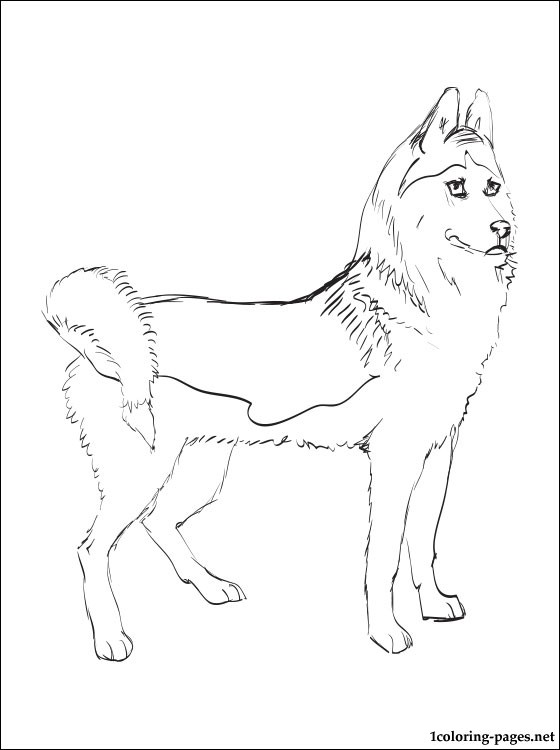 Siberian Husky coloring page | Coloring pages